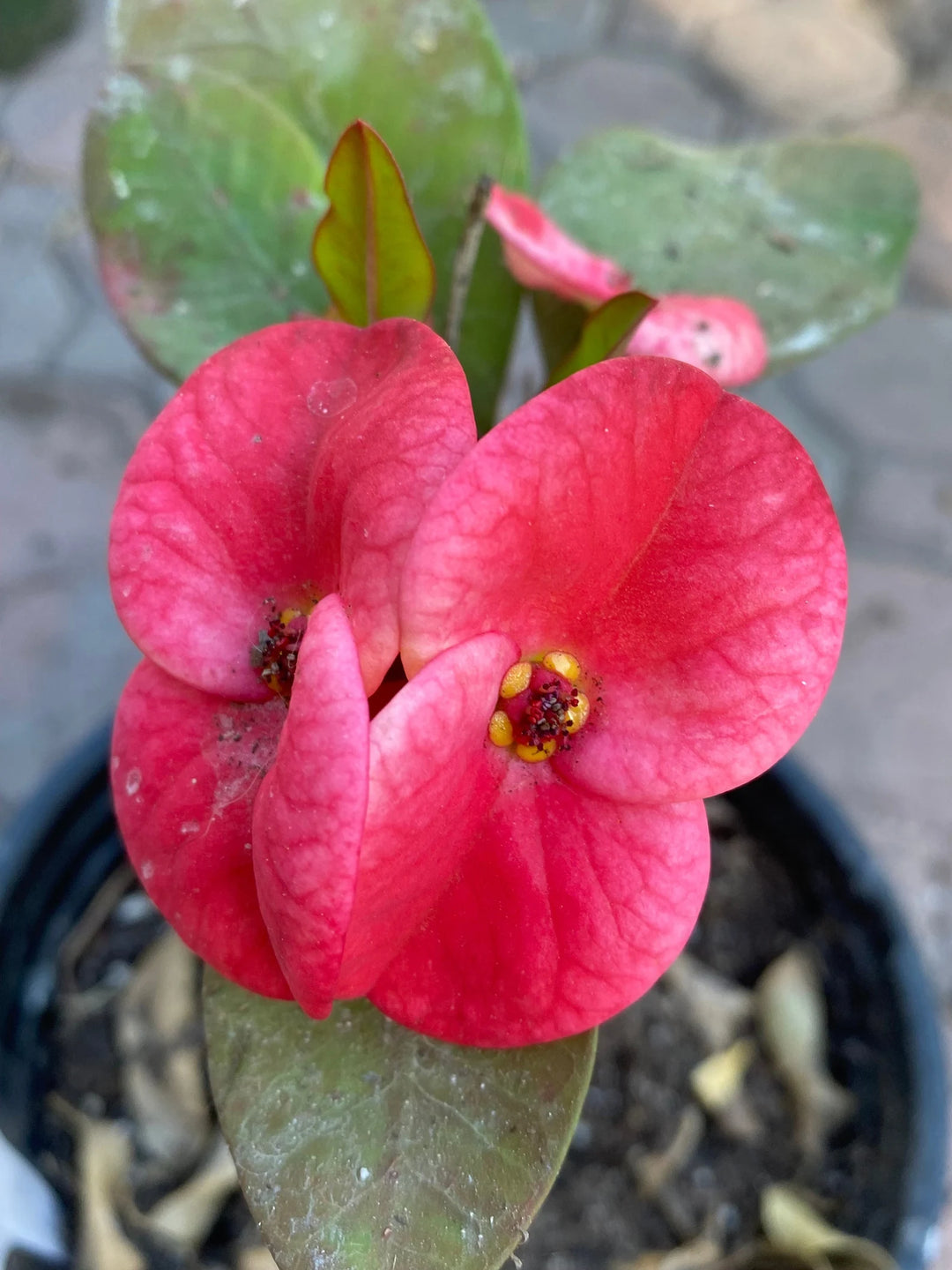 Corona De Cristo / Crown of Thorns / Euphoria Milii- La Double Pink Jumbo ( Plant / Planta )